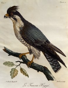 Wanderfalke (Falco peregrinus), Stich aus Histoire Naturelle des Oiseaux d