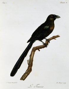 Schwanzmeise (Crypsirina temia), Gravur aus Histoire Naturelle des Oiseaux d