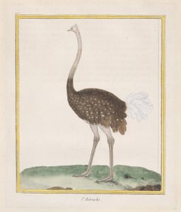 Strauß von Francois Nicolas Martinet