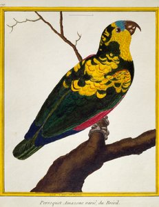 Blaufrontpapagei (Amazona aestiva), aus Histoire naturelle des oiseaux von Francois Nicolas Martinet