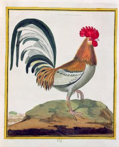 Hahn, aus 