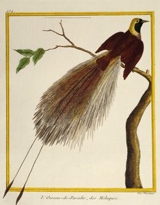 Großer Paradiesvogel (Paradisaea apoda), aus Histoire naturelle des oiseaux von Francois Nicolas Martinet