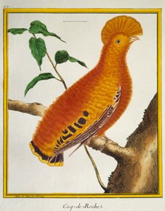 Guiananischer Felsenhahn (Rupicola rupicola), aus Histoire naturelle des oiseaux