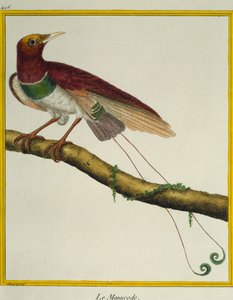 Königs-Paradiesvogel (Cicinnurus regius), aus der Histoire naturelle des oiseaux von Francois Nicolas Martinet