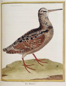 "La becasse", Tafel 885 der Zoologie aus "Histoire des oiseaux" von Francois Nicolas Martinet von Francois Nicolas Martinet
