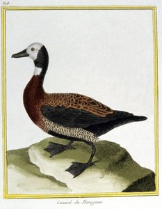 Wissenschaft. Zoologie. Eurasische Pfeifente. Gravur von Francois Nicolas Martinet in: Histoire naturelle des oiseaux, von Georges Louis Leclerc de Buffon, Frankreich, ca. 1777 von Francois Nicolas Martinet