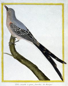 Wissenschaft. Zoologie. Fliegenschnäpper von Mexiko. Gravur von Francois Nicolas Martinet in: Histoire naturelle des oiseaux, von Georges Louis Leclerc de Buffon, Frankreich, ca. 1777 von Francois Nicolas Martinet