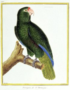 Wissenschaft. Zoologie. Papagei von Santo Domingo. Gravur von Francois Nicolas Martinet in: Histoire naturelle des oiseaux, von Georges Louis Leclerc de Buffon, Frankreich, ca. 1777 von Francois Nicolas Martinet