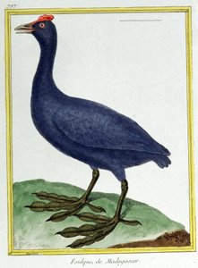 Wissenschaft. Zoologie. Rotknopfente (aus Madagaskar). Gravur von Francois Nicolas Martinet in: Histoire naturelle des oiseaux, von Georges Louis Leclerc de Buffon, Frankreich, ca. 1777