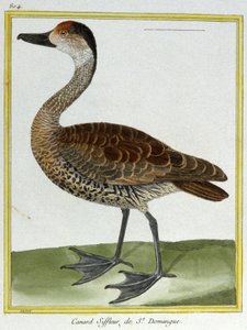 Wissenschaft. Zoologie. Pfeifente von Santo Domingo. Gravur von François Nicolas Martinet in: Histoire naturelle des oiseaux, von Georges Louis Leclerc de Buffon, Frankreich, ca. 1777