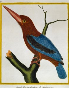 Weißkehliger Eisvogel (Halcyon smyrnensis), aus Histoire naturelle des oiseaux