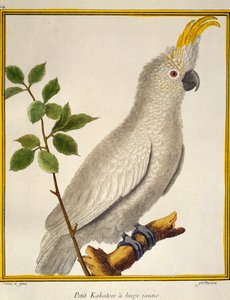 Gelbhaubenkakadu (Cacatua sulphurea), aus Histoire naturelle des oiseaux
