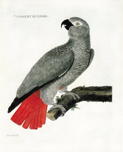 Zoologische Tafel (Ornithologie): Der Guineapapagei (Graupapagei oder Psittacus erythacus) auf einem Ast. Illustration in „Die Geschichte der Vögel, gemalt in ihren erscheinenden und empfindlichen Aspekten“ von Francois Nicolas Martinet (1731-1800). Privat von Francois Nicolas Martinet