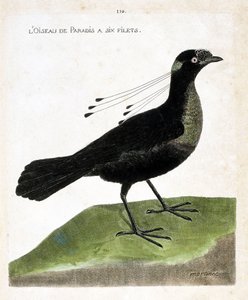 Zoologische Tafel (Ornithologie): Paradiesvogel mit sechs Netzen (Wahnes Paradiesvogel oder Wahnesi patoria). Illustration in „Die Geschichte der Vögel, gemalt in ihren erscheinenden und empfindlichen Aspekten“ von Francois Nicolas Martinet (1731-1800). Pr von Francois Nicolas Martinet