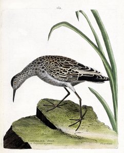 Zoologische Tafel (Ornithologie): Kampfläufer (Philomachus pugnax). Illustration in „Die Geschichte der Vögel, gemalt in ihren erscheinenden und empfindlichen Aspekten“ von Francois Nicolas Martinet (1731-1800). Private Sammlung von Francois Nicolas Martinet