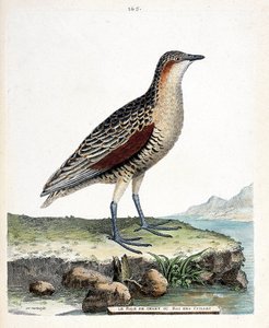 Zoologische Tafel (Ornithologie): Der Wachtelkönig (Crex crex). Illustration in „Die Geschichte der Vögel“ von Francois Nicolas Martinet (1731-1800). Private Sammlung. von Francois Nicolas Martinet