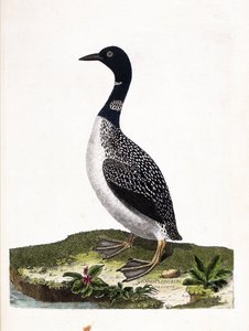 Zoologische Tafel (Ornithologie): Der Eistaucher (Gavia immer). Illustration in „Die Geschichte der Vögel, gemalt in ihren erscheinenden und empfindlichen Aspekten“ von Francois Nicolas Martinet (1731-1800). Private Sammlung. von Francois Nicolas Martinet