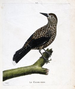 Zoologische Tafel (Ornithologie): Der Tannenhäher (Nucifraga caryocatactes) auf einem Ast. Illustration in „Die Geschichte der Vögel, gemalt in ihren erscheinenden und empfindlichen Aspekten“ von Francois Nicolas Martinet (1731-1800). Private Sammlung