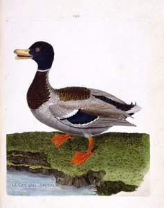Zoologische Tafel (Ornithologie): Wildente (Stockente oder Anas platyrhynchos). Illustration in „Die Geschichte der Vögel, gemalt in ihren erscheinenden und empfindlichen Aspekten“ von Francois Nicolas Martinet (1731-1800). Private Sammlung.