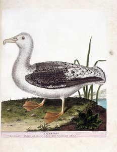 Zoologische Tafel (Ornithologie): Albatros (Heuler-Albatros oder Diomedea exulans). Illustration in „Die Geschichte der Vögel, gemalt in ihren erscheinenden und empfindlichen Aspekten“ von Francois Nicolas Martinet (1731-1800). von Francois Nicolas Martinet