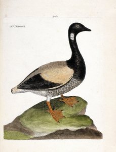 Zoologische Tafel (Ornithologie): Ringelgans (Branta bernicla). Illustration in „Die Geschichte der Vögel, gemalt in ihren erscheinenden und empfindlichen Aspekten“ von Francois Nicolas Martinet (1731-1800). Private Sammlung