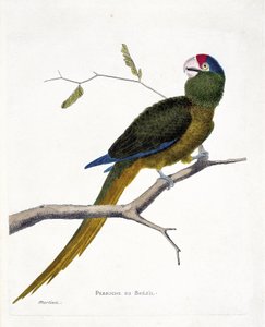 Zoologische Tafel (Ornithologie): Brasilianischer Sittich (Rotstirn-Sittich oder Aratinga canicularis) auf einem Ast. Illustration in „Die Geschichte der Vögel, gemalt in ihren erscheinenden und empfindlichen Aspekten“ von Francois Nicolas Martinet (1731-1