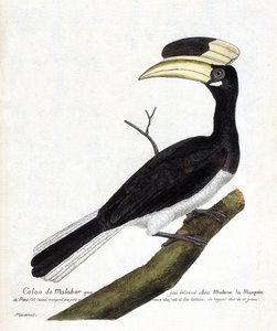 Zoologische Tafel (Ornithologie): Malabar-Hornvogel (Anthracoceros coronatus) auf einem Ast. Illustration in „Die Geschichte der Vögel, gemalt in ihren erscheinenden und empfindlichen Aspekten“ von Francois Nicolas Martinet (1731-1800). Private Sammlung.
