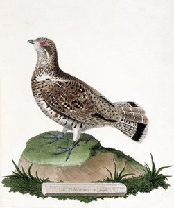 Zoologische Tafel (Ornithologie): Weibliche Haselhuhn (Bonasa bonasia). Illustration in „Die Geschichte der Vögel, gemalt in ihren erscheinenden und empfindlichen Aspekten“ von Francois Nicolas Martinet (1731-1800). Private Sammlung von Francois Nicolas Martinet