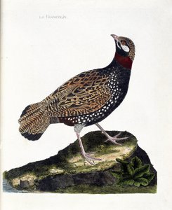 Zoologische Tafel (Ornithologie): Francolin (Schwarzfrancolin oder Francolinus francolinus). Illustration in „Die Geschichte der Vögel, gemalt in ihren erscheinenden und empfindlichen Aspekten“ von Francois Nicolas Martinet (1731-1800). Private Sammlung. von Francois Nicolas Martinet