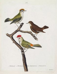 Zoologische Tafel (Ornithologie). Von oben nach unten: Wintergoldhähnchen (Wintergoldhähnchen oder Regulus regulus), Zaunkönig (Zaunkönig oder Troglodytes troglodytes) und Hottentottenkönig (Rubinkrone) auf einem Ast. Illustration in „Die Geschichte der Vö von Francois Nicolas Martinet