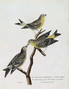 Zoologische Tafel (Ornithologie): Von oben nach unten: Serin du Roussillon (Serin Cini oder Serinus serinus) auf einem Ast, der Serin de Provence (Venturon montagnard oder Serinus citrinella) und andere Serin de Provence. Illustration in „Die Geschichte de von Francois Nicolas Martinet