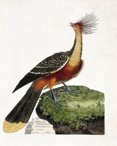 Zoologische Tafel (Ornithologie): Hoazin (Hoazin huppe oder Opisthocomus hoazin). Illustration in „Die Geschichte der Vögel, gemalt in ihren erscheinenden und empfindlichen Aspekten“ von Francois Nicolas Martinet (1731-1800). Private Sammlung. von Francois Nicolas Martinet