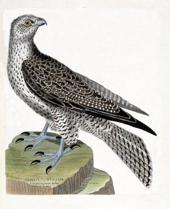 Zoologische Tafel (Ornithologie): Isländischer Gerfalke (Falco rusticolus). Illustration in „Die Geschichte der Vögel“ von Francois Nicolas Martinet (1731-1800). Private Sammlung. von Francois Nicolas Martinet