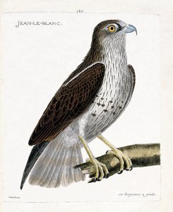 Zoologische Tafel (Ornithologie): Jean-le-Blanc (Circaetus gallicus) auf einem Ast. Illustration in „Die Geschichte der Vögel“ von Francois Nicolas Martinet (1731-1800). von Francois Nicolas Martinet