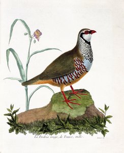 Zoologische Tafel (Ornithologie): Die rote Rebhuhn von Frankreich, männlich (Rote Rebhuhn oder Alectoris rufa). Illustration in „Die Geschichte der Vögel, gemalt in ihren erscheinenden und empfindlichen Aspekten“ von Francois Nicolas Martinet (1731-1800).  von Francois Nicolas Martinet