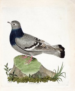 Zoologische Tafel (Ornithologie): Felsentaube (Columba livia). Illustration in „Die Geschichte der Vögel, gemalt in ihren erscheinenden und empfindlichen Aspekten“ von Francois Nicolas Martinet (1731-1800). Private Sammlung