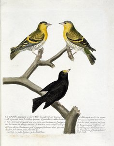 Zoologische Tafel (Ornithologie): Tarin (Erlen-Tarin oder Carduelis spinus). Oben links: Männchen, rechts: Weibchen. Unten: eine andere Sorte. Illustration in „Die Geschichte der Vögel, gemalt in ihrem Erscheinungsbild und empfindlichen Aspekten“ von Fra von Francois Nicolas Martinet