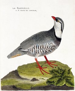 Zoologische Tafel (Ornithologie): Die Bartavelle (Bartavelle-Rebhuhn oder Alectoris graeca). Illustration in „Die Geschichte der Vögel, gemalt in ihren erscheinenden und empfindlichen Aspekten“ von Francois Nicolas Martinet (1731-1800). Private Sammlung. von Francois Nicolas Martinet
