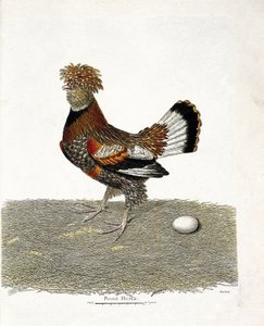 Zoologische Tafel (Ornithologie): Das Huhn (Haushuhn oder Gallus gallus) und sein Ei. Illustration in „Die Geschichte der Vögel, gemalt in ihren erscheinenden und empfindlichen Aspekten“ von Francois Nicolas Martinet (1731-1800). von Francois Nicolas Martinet