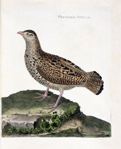 Zoologische Tafel (Ornithologie): Das weibliche Frankolin (schwarzer Frankolin oder Francolinus francolinus). Illustration in „Die Geschichte der Vögel, gemalt in ihrem Erscheinungsbild und empfindlichen Aspekten“ von Francois Nicolas Martinet (1731-1800) von Francois Nicolas Martinet
