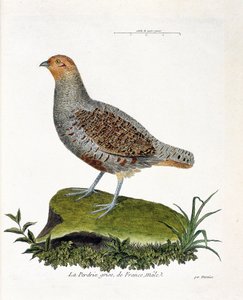 Zoologische Tafel (Ornithologie): Das graue Rebhuhn Frankreichs, männlich (graues Rebhuhn oder Rebhuhn). Illustration in „Die Geschichte der Vögel, gemalt in ihren erscheinenden und empfindlichen Aspekten“ von Francois Nicolas Martinet (1731-1800). von Francois Nicolas Martinet
