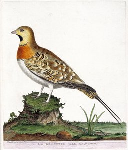 Zoologische Tafel (Ornithologie): Der männliche Gelinotte der Pyrenäen (Ganga cata oder Pterocles alchata). Illustration in „Die Geschichte der Vögel, gemalt in ihren erscheinenden und empfindlichen Aspekten“ von Francois Nicolas Martinet (1731-1800). Priv von Francois Nicolas Martinet