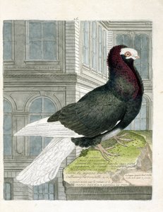 Zoologische Tafel (Ornithologie): Die Nonne oder Kapuzinertaube (Zwergtaube oder Columba livia). Illustration in „Die Geschichte der Vögel, gemalt in ihren erscheinenden und empfindlichen Aspekten“ von Francois Nicolas Martinet (1731-1800). von Francois Nicolas Martinet