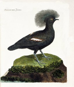 Zoologische Tafel (Ornithologie): Der Fasan von Indien (Goura-Krone oder Goura cristata). Illustration in „Die Geschichte der Vögel, gemalt in ihren erscheinenden und empfindlichen Aspekten“ von Francois Nicolas Martinet (1731-1800). Private Sammlung. von Francois Nicolas Martinet