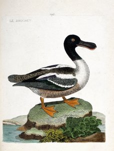 Zoologische Tafel (Ornithologie): Der Löffelente (Anas clypeata). Illustration in „Die Geschichte der Vögel, gemalt in ihren erscheinenden und empfindlichen Aspekten“ von Francois Nicolas Martinet (1731-1800). Private Sammlung.