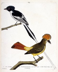 Zoologische Tafel (Ornithologie). Oben: Madagaskar-Schel (Madagaskar-Paradiesvogel oder Terpsiphone mutata). Unten: König der Fliegenschnäpper von Cayenne (Fliegenschnäpper oder Onychorhynchus coronatus). Illustration in „Die Geschichte der Vögel, gemalt i