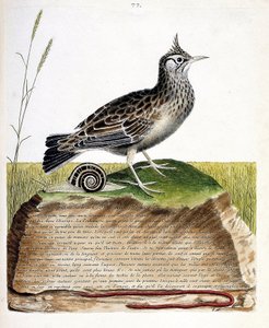 Zoologische Tafel (Ornithologie): Haubenlerche (Galerida cristata). Illustration in „Die Geschichte der Vögel, gemalt in ihren erscheinenden und empfindlichen Aspekten“ von Francois Nicolas Martinet (1731-1800). Private Sammlung.