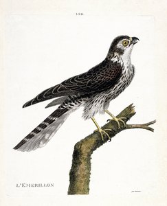 Zoologische Tafel (Ornithologie): Der Merlin (Merlinfalke oder Falco colombarius) auf einem Ast. Illustration in „Die Geschichte der Vögel, gemalt in ihren erscheinenden und empfindlichen Aspekten“ von Francois Nicolas Martinet (1731-1800). Private Sammlun von Francois Nicolas Martinet