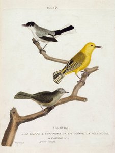 Zoologische Tafel (Ornithologie): Feigenvögel. Von unten nach oben: der Wiedehopf (Kalifornischer Fliegenschnäpper oder Polioptila californica), der Orangenwaldsänger (Orangenwaldsänger oder Protonotaria citrea) und der Schwarzkopf von Cayenne (Tropischer