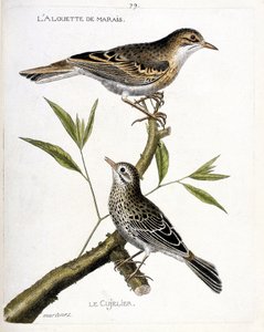 Zoologische Tafel (Ornithologie): Von oben nach unten: Die Feldlerche (Pipit rousseline oder Anthus campestris) und der Wiesenpieper (Pipit farlouse oder Anthus pratensis) auf einem Ast. Illustration in „Die Geschichte der Vögel, gemalt in ihren erscheinen